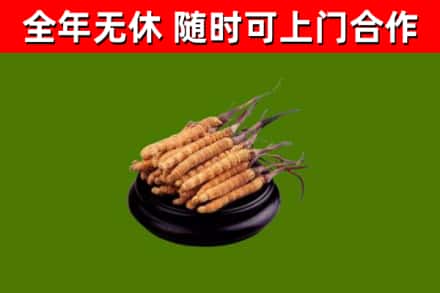 麻城回收散虫草